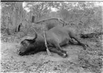 'Diverse fotografier från bl.a. dåvarande Nordrhodesia, nu Zambia, tagna av Konsul Magnus Leijer. ::  :: Fälld vattenbuffel liggande på marken med ett gevär lutat mot kroppen. I bakgrunden är träd och buskar synliga.'