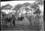 'Diverse fotografier från bl.a. dåvarande Nordrhodesia, nu Zambia, tagna av Konsul Magnus Leijer. ::  :: 1 st kvinna och 1 st flicka sittandes på varsin åsna, ytterligare en sadlad åsna hålls av 1 st man, dessutom en zebra bland åsnorna och 1 st gående  man.'