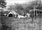 'Diverse fotografier från bl.a. dåvarande Nordrhodesia, nu Zambia, tagna av Konsul Magnus Leijer. ::  :: 2 st män och 1 st kvinna sittandes vid ett dukat bord i gräset framför ett tält. Bakom står 4 st män och 1 st kvinna vid 2 hästar. ::  :: Samma motiv fotonr. 1487.'