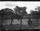 'Diverse fotografier från bl.a. dåvarande Nordrhodesia, nu Zambia, tagna av Konsul Magnus Leijer. ::  :: Man till häst, fotograferad från sidan, vid sidan av en grusväg. På marken ligger en hund, halvt synlig.'