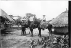 'Diverse fotografier från bl.a. dåvarande Nordrhodesia, nu Zambia, tagna av Konsul Magnus Leijer. ::  :: Tre hästar stående mellan enklare runda byggnader, en man och en kvinna sitter på en varsin häst, en man står bredvid.'