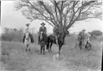 'Diverse fotografier från bl.a. dåvarande Nordrhodesia, nu Zambia, tagna av Konsul Magnus Leijer. ::  :: 1 kvinna och 2 män till häst, på ett fält, en tredje man sittandes vid sidan av på en åsna (?), bakom honom är en säng synlig(?). Framför dem en hund.'