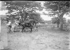 'Diverse fotografier från bl.a. dåvarande Nordrhodesia, nu Zambia, tagna av Konsul Magnus Leijer. ::  :: En man ridande på en häst invid en plantering på en grusplan, han håller i tyglarna för en mindre häst (åsna) med en flicka ridande på den.'