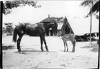 'Diverse fotografier från bl.a. dåvarande Nordrhodesia, nu Zambia, tagna av Konsul Magnus Leijer. ::  :: En häst med bundna framhovar står nos mot nos med ett zebraföl, på en öppen grusplan, i bakgrunden är ett tält och enklare byggnader synliga.'