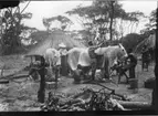 'Diverse fotografier från bl.a. dåvarande Nordrhodesia, nu Zambia, tagna av Konsul Magnus Leijer. ::  :: 7 st män täcker över 3 st hästar för skydd mot tsetseflugor. 1 st kvinna står bakom hästarna och 1 st man och hyddor är synliga i bakgrunden.'