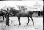 'Diverse fotografier från bl.a. dåvarande Nordrhodesia, nu Zambia, tagna av Konsul Magnus Leijer. ::  :: Man hållande häst i tyglarna, stående framför den. I bakgrunden är människor och en häst synliga. Dessutom 2 cirkelformiga enklare byggnader.'