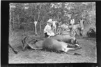 'Diverse fotografier från bl.a. dåvarande Nordrhodesia, nu Zambia, tagna av Konsul Magnus Leijer. ::  :: 1 st kvinna med katt sittande på 2 fällda djur. I bakgrunden är 5 st män, en häst och en åsna synliga. I förgrunden är delar av ett gevär synligt.'