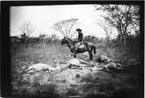 'Diverse fotografier från bl.a. dåvarande Nordrhodesia, nu Zambia, tagna av Konsul Magnus Leijer. ::  :: En man på en häst fotograferad från sidan. Hästen placerad vid mitt bland fyra döda djur på en öppen plats med träd runt omkring.'