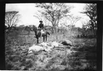 'Diverse fotografier från bl.a. dåvarande Nordrhodesia, nu Zambia, tagna av Konsul Magnus Leijer. ::  :: 1 st man till häst, bakom fyra döda djurkroppar liggande på marken. I bakgrunden bland träden sitter en grupp, ca 10 st, män.'