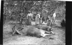 'Diverse fotografier från bl.a. dåvarande Nordrhodesia, nu Zambia, tagna av Konsul Magnus Leijer. ::  :: 2 döda djurkroppar. Bakom dem står 1 st man med gevär och 1 st kvinna lutande sig mot en åsna. 4 st män, 2 med åsnor o 2 i bakgrunden.'