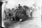 'Diverse fotografier från bl.a. dåvarande Nordrhodesia, nu Zambia, tagna av Konsul Magnus Leijer. ::  :: 1 st man sittande på baken av en fälld elefant (med svansen i handen), fotograferad bakifrån. Bakom honom sitter 1 st  man. Runt omkring står st män.'