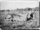 'Diverse fotografier från bl.a. dåvarande Nordrhodesia, nu Zambia, tagna av Konsul Magnus Leijer. ::  :: 2 fällda antilop-djur, mot den ena kroppen är ett gevär lutat.'