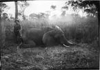 'Diverse fotografier från bl.a. dåvarande Nordrhodesia, nu Zambia, tagna av Konsul Magnus Leijer. ::  :: En man håller i svansen på en liggande fälld elefant. I bakgrunden träd och högt gräd. I utkanten av bilden är delar av ytterligare personer synliga.'