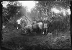 'Diverse fotografier från bl.a. dåvarande Nordrhodesia, nu Zambia, tagna av Konsul Magnus Leijer. ::  :: En grupp män kring en fälld elefantunge (lyfter den?) liggande på en lägerplats med ett tält.'