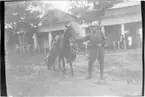 'Diverse fotografier från bl.a. dåvarande Nordrhodesia, nu Zambia, tagna av Konsul Magnus Leijer. ::  :: 1 st man med gevär på ryggen står vänd mot kameran och håller i en hästs tyglar. I bakgrunden är tegelbyggnader samt en grupp människor synliga.'