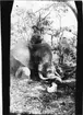 'Diverse fotografier från bl.a. dåvarande Nordrhodesia, nu Zambia, tagna av Konsul Magnus Leijer. ::  :: En man sittande på en fälld elefants huvud, fotograferad framifrån. Vid elefantens snabel sitter en hund.'