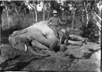 'Diverse fotografier från bl.a. dåvarande Nordrhodesia, nu Zambia, tagna av Konsul Magnus Leijer. ::  :: En man lutande sig mot en fälld elefants mage. I handen håller han ett gevär, skog synlig i bakgrunden.'