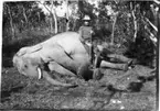 'Diverse fotografier från bl.a. dåvarande Nordrhodesia, nu Zambia, tagna av Konsul Magnus Leijer. ::  :: En man lutande sig mot en fälld elefants kropp. I händerna håller han ett gevär, skog i bakgrunden.'