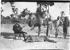 'Diverse fotografier från bl.a. dåvarande Nordrhodesia, nu Zambia, tagna av Konsul Magnus Leijer. ::  :: Leopardskinn samt sköldpaddskal(?) upphängt i ett träd. Nedanför ligger fällt lejon. Vid sidan sitter 3 st män samt sitter 1 st man med mandolin (?).'