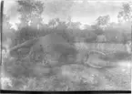 'Diverse fotografier från bl.a. dåvarande Nordrhodesia, nu Zambia, tagna av Konsul Magnus Leijer. ::  :: Fälld elefant liggande på marken, mot dess kropp står en cykel lutad. På rad bakom kroppen står 16 (ca) män och barn. :: Dålig kopia, svårt att se motivet.'