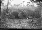 'Diverse fotografier från bl.a. dåvarande Nordrhodesia, nu Zambia, tagna av Konsul Magnus Leijer. ::  :: En man står invid en liggande fälld elefant och håller upp dess svans. I bakgrunden högt gräs och träd.'