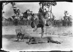 'Diverse fotografier från bl.a. dåvarande Nordrhodesia, nu Zambia, tagna av Konsul Magnus Leijer. ::  :: Ett fällt lejon liggande nedanför ett träd där ett leopardskinn är uppspänt och ett sköldpaddskal(?) hänger. Bredvid står en stol med en mandolin (?) på.'