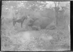 'Diverse fotografier från bl.a. dåvarande Nordrhodesia, nu Zambia, tagna av Konsul Magnus Leijer. ::  :: En fälld elefant på knä. Bakom står en man med en häst.'