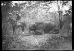 'Diverse fotografier från bl.a. dåvarande Nordrhodesia, nu Zambia, tagna av Konsul Magnus Leijer. ::  :: En man sittande på en häst bredvid en fälld elefant, på andra sidan är en hund synlig. Omkring dem är även träd synliga.'