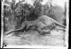 'Diverse fotografier från bl.a. dåvarande Nordrhodesia, nu Zambia, tagna av Konsul Magnus Leijer. ::  :: En fälld elefantunge liggande på marken med ett gevär lutat mot kroppen. Bakom står 2 pojkar vid ett träd, bakom dem är ytterligare personer synliga.'