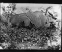 'Diverse fotografier från bl.a. dåvarande Nordrhodesia, nu Zambia, tagna av Konsul Magnus Leijer. ::  :: Ett fällt antilop-djur (?) liggande på marken, en man håller i dess raka skruvade horn. Mot kroppen är ett gevär lutat. Fotograferad från nära håll.'