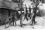 'Diverse fotografier från bl.a. dåvarande Nordrhodesia, nu Zambia, tagna av Konsul Magnus Leijer. ::  :: 3 fällda antilopdjur hängande på pinne mellan 2 träd. Även monterade horn. 1 st man med cykel och gevär står bredvid. I bakgrunden finns ett flertal  män.'