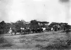 'Diverse fotografier från bl.a. dåvarande Nordrhodesia, nu Zambia, tagna av Konsul Magnus Leijer. ::  :: 14 oxar drar en vagn med mycket packning, omkring går fyra personer. Samtliga på en grusväg med gräs på ena sidan och träd på den andra.'