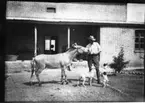 'Diverse fotografier från bl.a. dåvarande Nordrhodesia, nu Zambia, tagna av Konsul Magnus Leijer. ::  :: En man stående framför en tegelbyggnad, matande en åsna och 2 hundar.'