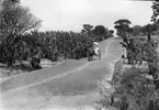 'Diverse fotografier från bl.a. dåvarande Nordrhodesia, nu Zambia, tagna av Konsul Magnus Leijer. ::  :: 1 st man och 1 st kvinna med 1 st barn mellan sig, sittande i en vagn dragen av en häst, på en grusväg, löpande över en teglad konstruktion. På vägen går 1st man.'