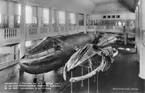 'Ingår i en serie med Fotonr. 5419 med Göteborgs Naturhistoriska museums olika vykort genom åren. ::  :: Vy över valsalen, i förgrunden syns den ''Malmska valen'', en ung blåval som strandade 29/10 1865 i Askimsfjorden söder om Göteborg, brevid delar av en vuxen blåvals skelett. Malmska valen :: Arkivnr 1265.'