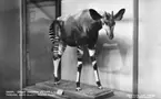 'Ingår i en serie med Fotonr. 5419 med Göteborgs Naturhistoriska museums olika vykort genom åren. :: Okapi av hankön, från Yandumba, Aruwimi distriktet i Belgiska Kongo (idag: Demokratiska Republiken Kongo).'