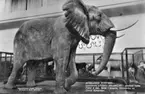 'Ingår i en serie med Fotonr. 5419 med Göteborgs Naturhistoriska museums olika vykort genom åren. ::  :: Afrikansk hanelefant som av David Sjölander fälldes i Angola, Västafrika, 4/12 1948. Elefanten även monterad av David Sjölander. Sedd från sidan, huvudet till höger.'