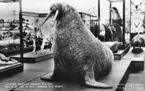 'Ingår i en serie med Fotonr. 5419 med Göteborgs Naturhistoriska museums olika vykort genom åren. ::  :: Av Hilmer Skog och David Sjölander monterad hanvalross. Denne fälldes 10/1 1927 vid Rörö i Göteborgs norra skärgård. ::  :: Färdigt montage finns i Valsalen på Göteborgs Naturhistoriska museum (2007-06-18).'