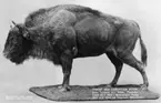 'Ingår i en serie med Fotonr. 5419 med Göteborgs Naturhistoriska museums olika vykort genom åren. ::  :: Monterad hon Visent (Europeisk Bison) ''Pustolka'' som föddes 25/7 1931 i Bialowieza, Polen. 4/12 1946 avled hon på Skansen i Stockholm, Sverige. Monterad av Björn Wennerberg.'