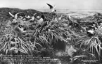 'Ingår i en serie med Fotonr. 5419 med Göteborgs Naturhistoriska museums olika vykort genom åren. ::  :: Diorama föreställande Måkläppen utanför Falsterbo i Skåne, juni 1920, Sverige, med diverse fåglar i förgrunden: rödnäbbade tärnor, fisktärnor, kentska tärnor, skrattmåsar och gravänder. ::  :: Tryckt på baksidan av det ena fotografiet: ''Naturhistorisches Museum Göteborg 11, den...19... Verbindlichsten Dank für die Übersendung von...'''