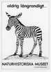 'Ingår i en serie med Fotonr. 5419 med Göteborgs Naturhistoriska museums olika vykort genom åren. ::  :: Teckand bild på zebraunge med texten: ''aldrig långrandigt...Naturhistoriska Museet i Slottsskogen.'''