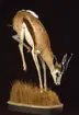 'Monterad springbock. Hane. Fynddatum: 1912-10-15. Fyndplats: Portugisiska Västafrika, Coroca. Monterad av Hilmer Skoog. Gen.kat.nr. 1913-2277. Ma.ex. 829. ::  :: Springbocken finns utställd i monterskåp nr. 53 i däggdjurssalen på Göteborgs Naturhistoriska Museum (2007-10-31).'