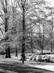 'Trädutställningen 1978 Göteborgs Naturhistoriska museum: :: Fotograferat i riktning från korsningen Vegagatan-Rosengatan mot Slottsskogen. På bilden syns allén längs Vegagatan. Det  främre trädet är en bok och därefter en alm och en lind. På gångstigen går en man med en Golden retriver? ljus hund, i riktning ifrån Slottsskogen. ::  :: Ingår i serie med fotonr. 5527:50-68.'