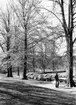 'Trädutställningen 1978 Göteborgs Naturhistoriska museum: :: Fotograferat i riktning från korsningen Vegagatan-Rosengatan mot Slottsskogen. På bilden syns allén längs Vegagatan. Det  främre trädet är en lind och därefter bok, alm och en lind. På gångstigen går en man med en Golden retriver? ljus hund, i riktning ifrån Slottsskogen. Även en kvinna med barnvagn. ::  :: Ingår i serie med fotonr. 5527:50-68.'