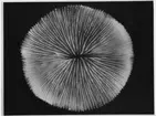 'Närbild på Fungia patella, fångad under Xarifa-expeditionen 1957-1958. ::  :: Ingår i serie med fotonr. 5631:1-5.'