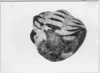 'Fossil, närbilder på ammoniter och trilobiter: :: Trilobit från ''Mitteldevon''. Sedd från huvudskölden. :: . :: Ingår i serie med fotonr. 5665:1-7.'