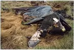 'Strandad och torkad Vitnosdelfin fotograferad på fyndplatsen: ::  :: Helbild på kroppen, liggande i gulnat högt gräs. Sedd framifrån. ::  :: Ingår i serie med fotonr. 6072:1-8.'