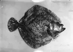 'Piggvar, blindsida, likfärgad på båda sidor, huvudet missbildat, längd 43 cm. Fynddatum 1913-12-17. ::  :: Bilden med i Göteborgs Naturhistoriska museums Årstryck 1914 s.35'