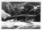 'Bildtext enligt Årstrycket 1999: ''Fig. 3. Hona av större vattensalamander (Triturus cristatus). ::  :: Ingår i serie med fotonr. 6765:1-39.'