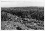 'Bildtext: ''Hällandskap. Kraftig vegetation i sprickzon. Riktning 122.'' :: Vy över berghäll med ljung och enbuskar och med spricka där det växer barrträd. I fonden syns byggnader, bebyggelse ev. cisterner. ::  :: Ingår i serie med fotonr. 6970:1-1125, dokumentation av Hisingens naturgeografi, visande landskapsformerna i stora drag och gjord inför exploateringen av området. Platserna för fotograferingen finns utsatta på karta i skala 1:4000 som finns på Göteborgs Naturhistoriska musem. Fotoriktningen mättes med kompass i gammalgrader.'